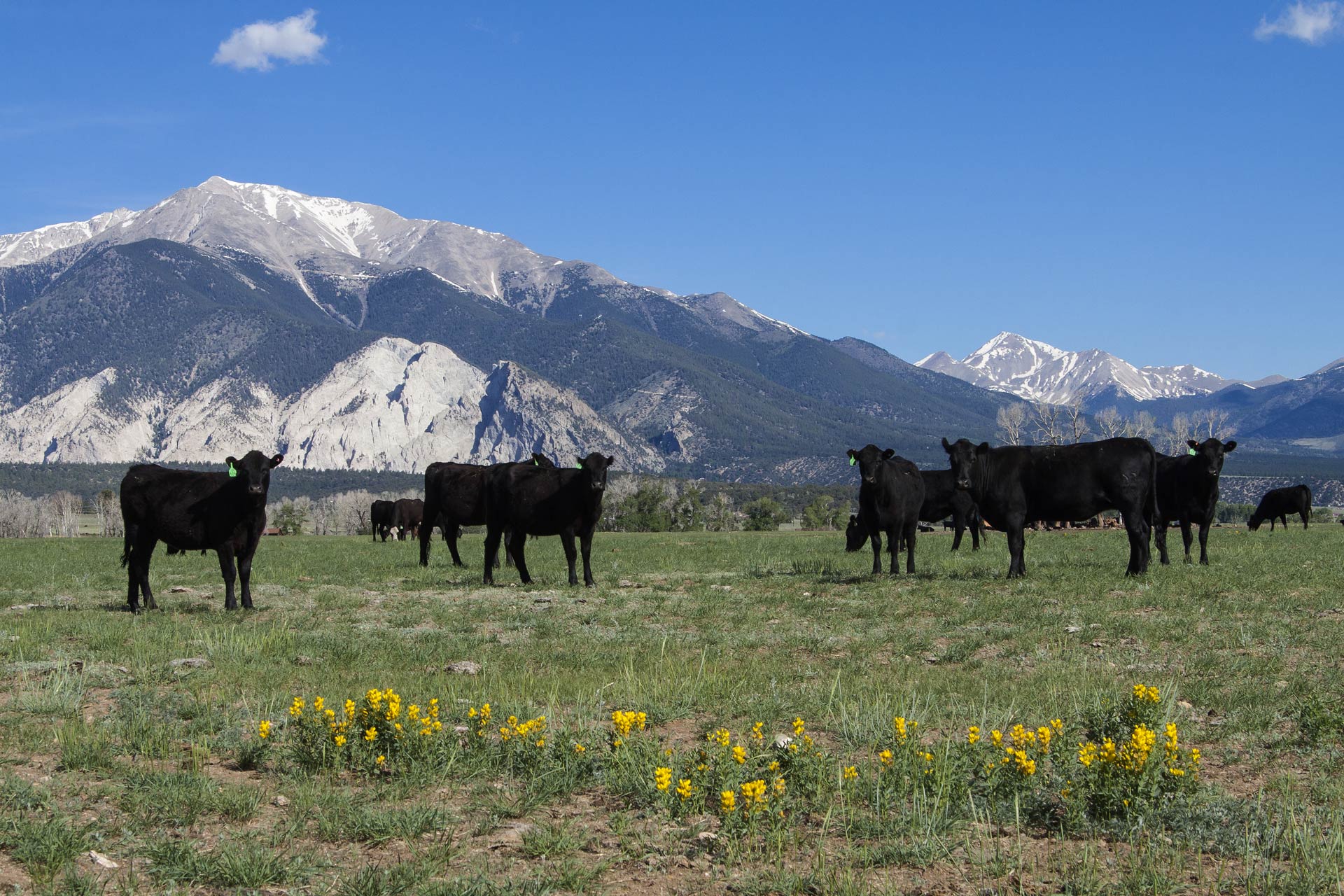 Black cattle looking at the camera in front of the Collegiate Peaks