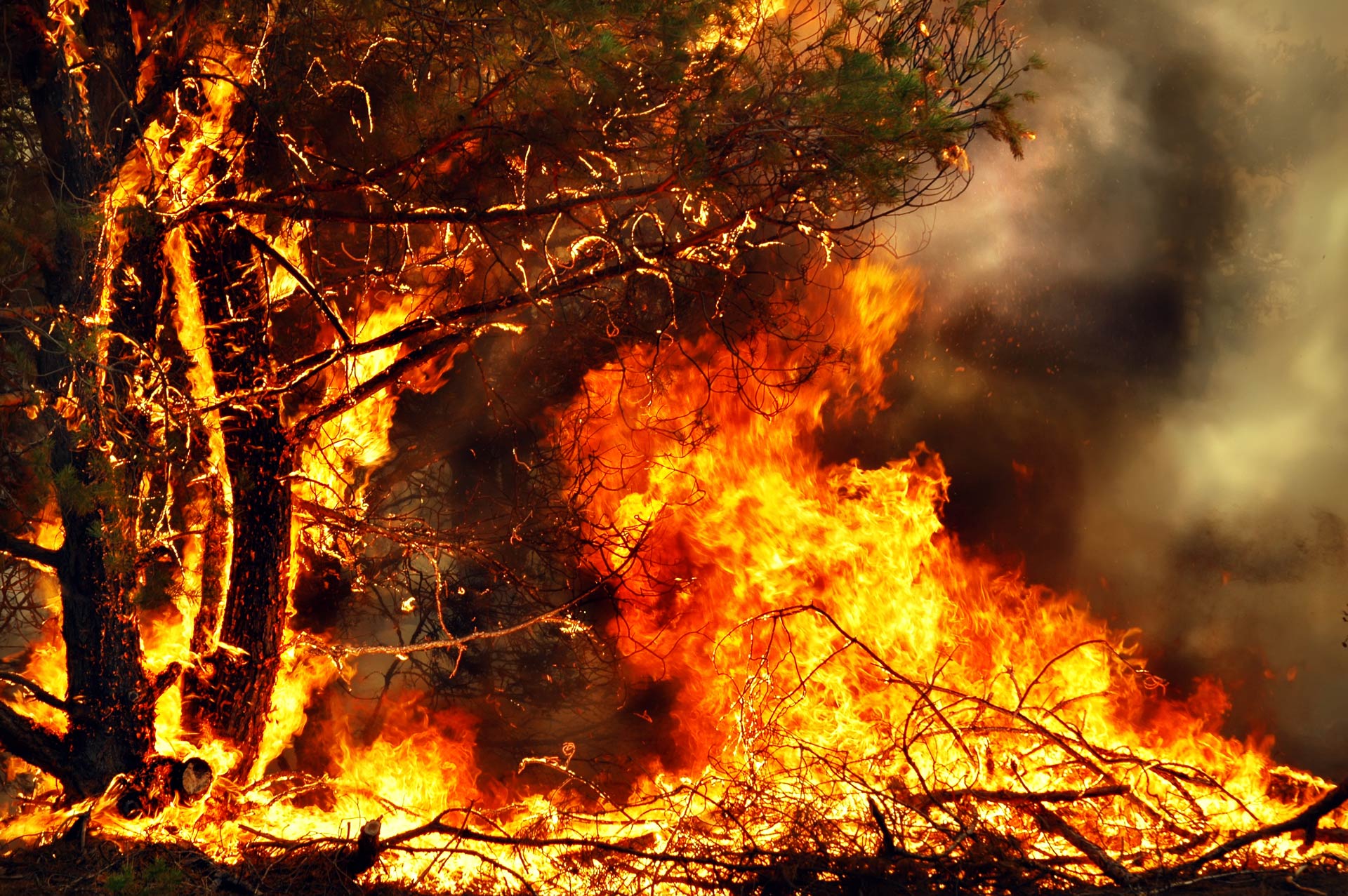 A wildfire burning brush and pine trees