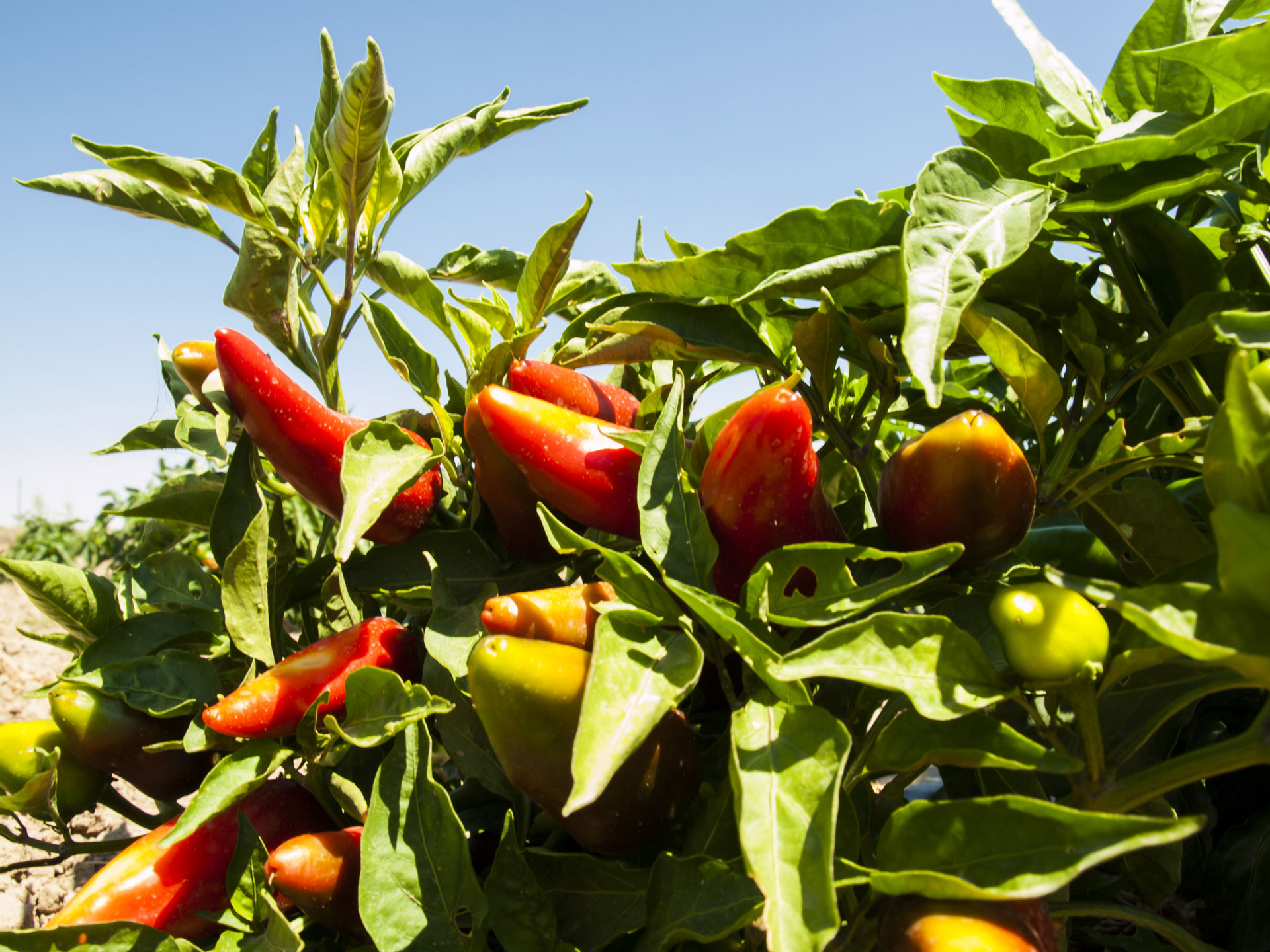 Beautiful Mirasol peppers growing in Rocky Ford, CO