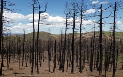 Restoring Resilience in the Aftermath of the Spring Fire