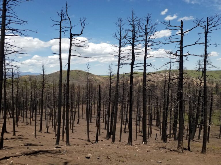 Restoring Resilience in the Aftermath of the Spring Fire